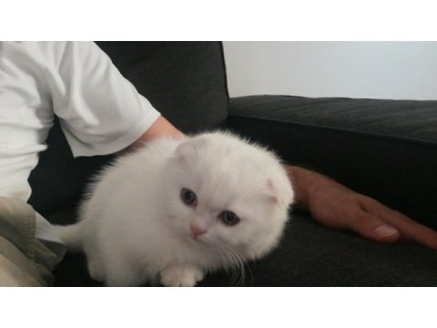 Oyun canavarı scottish fold