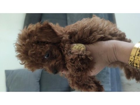 Kore poodle bebekler