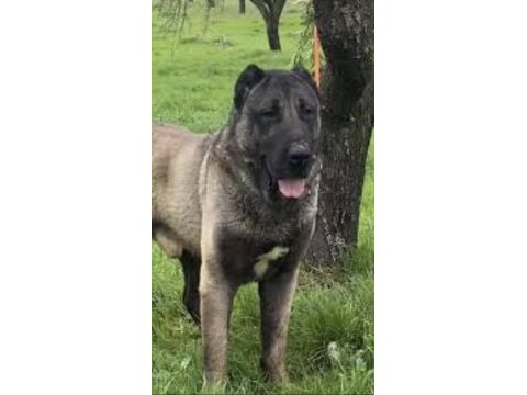 Yeni doğan yavru köpekler uygun verilecek