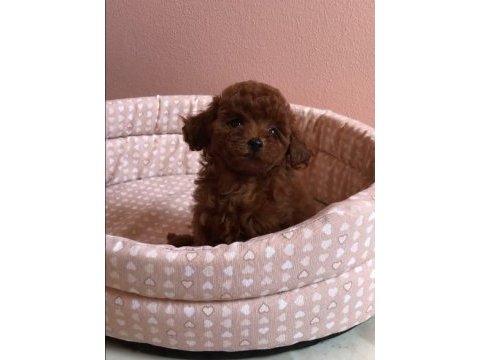 Toypoodle  yavrularımız veteriner kontrollü 