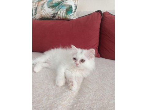 Safkan chinchilla ve british shorthair yavruları