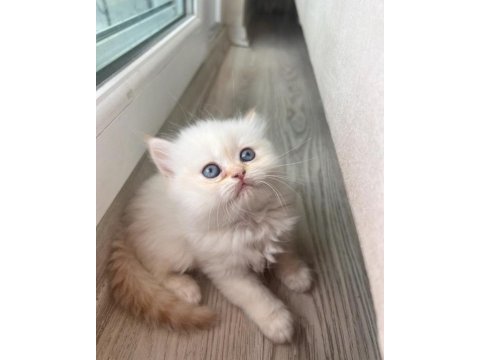 British longhair acil kalıcı yuva aranıyor