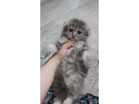 British shorthair