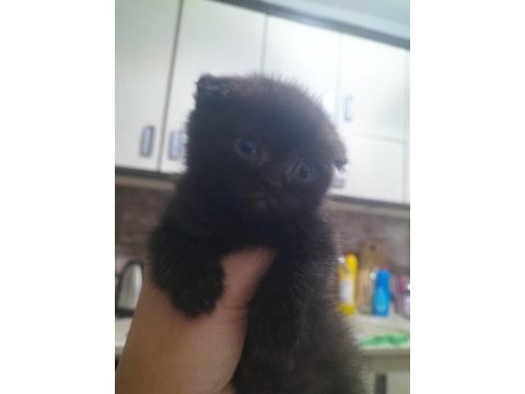 Scottish fold ve british yavru