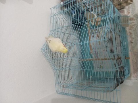 Tek erkek sultan papağanı yavru
