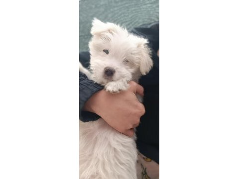 Sahiplendirme maltese köpeğimiz