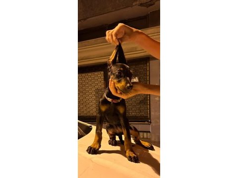 65 günlük dişi ve erkek doberman yavruları