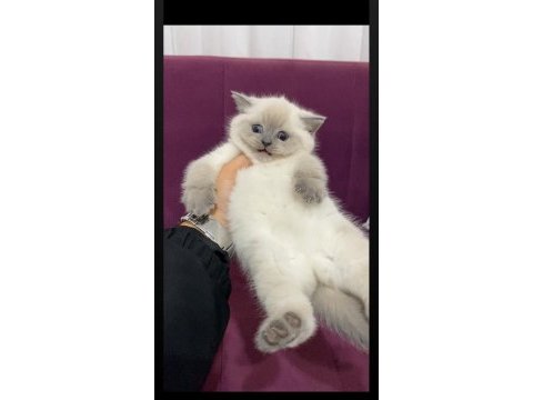 Safkan koca kafalı ayı surat british shorthair