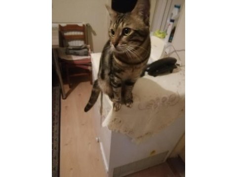 Kedinin adı mıncır erkek uysal ülke değişikliği yaptım