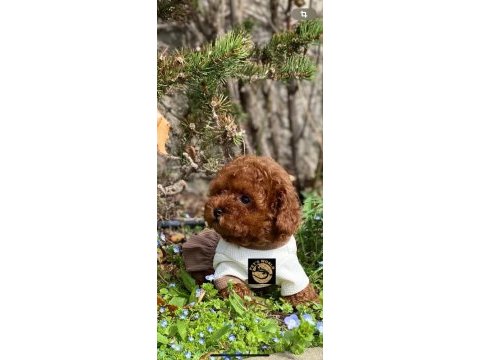 Pet’s world güvencesiyle toy poodle yavrularımız