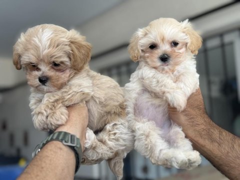 Wc eğitimli kore maltipoo yavrularımız