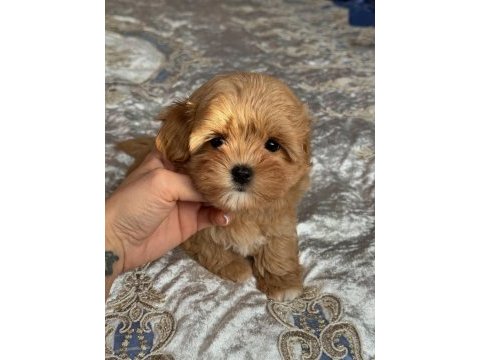 Efsane maltipoo yavruları 