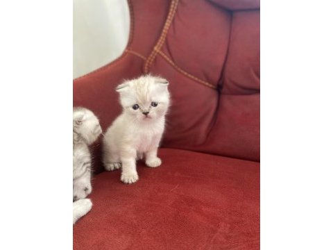 İki aylık erkek scottish fold yavrular