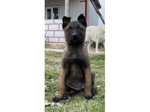 Belçika malinois