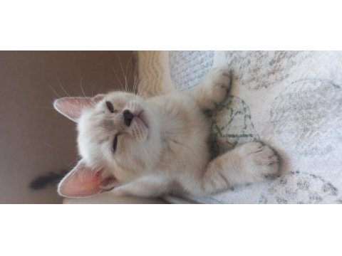 2 aylık british shorthair bebeklerimiz