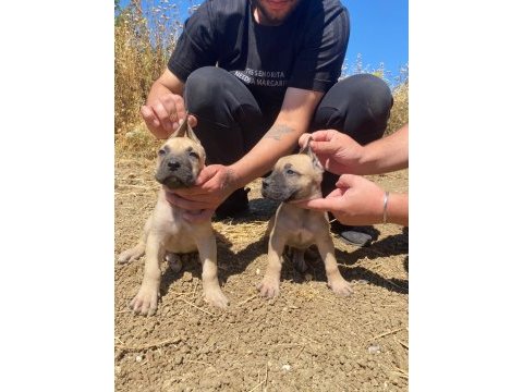 El presa canario puppies