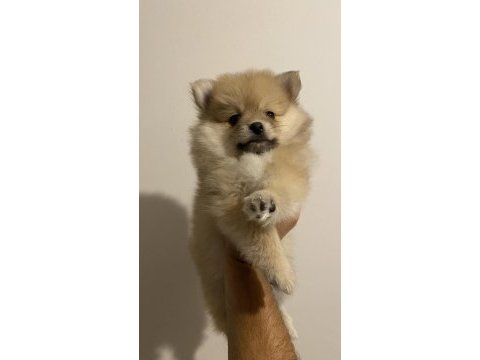 Pomeranian ayı surat yavrularımız