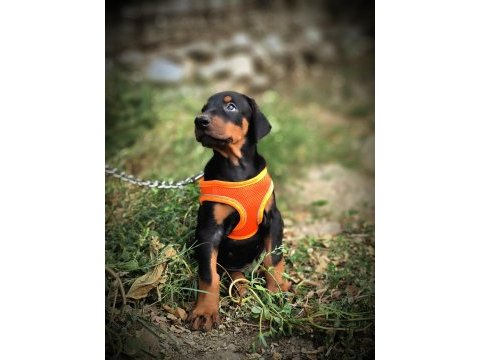 Europan type doberman yavrular