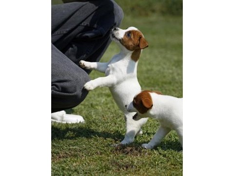 Fcı-kıf şecereli safkan dişi jack russell yavrularımız