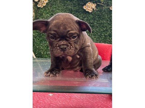 French bulldog 3 aylık erkek