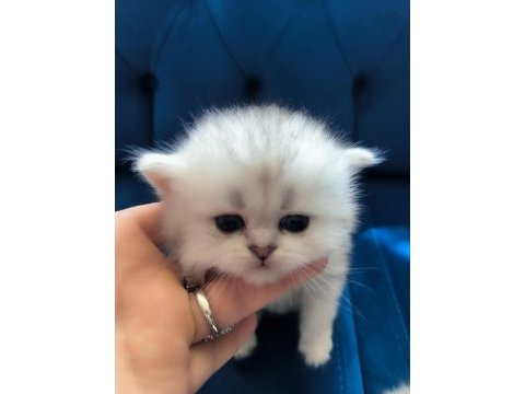 British longhair 58 günlük yavru