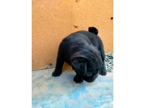 60 günlük dişi orijinal pug yavru