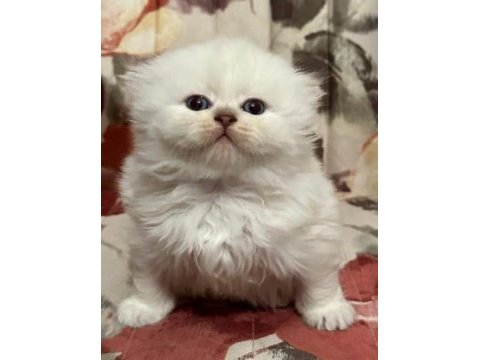 Golden tabby ve british short-longhair yavrularımız