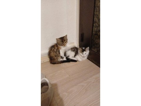 Sevimli tekir kedilere yuva arıyoruz