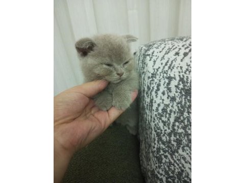 2.5 aylık erkek scottish fold yavru