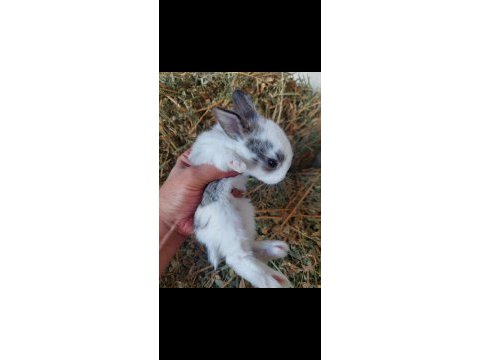 Yavru tavşan