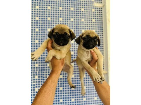 Pug mops yavruları sizleri bekliyor