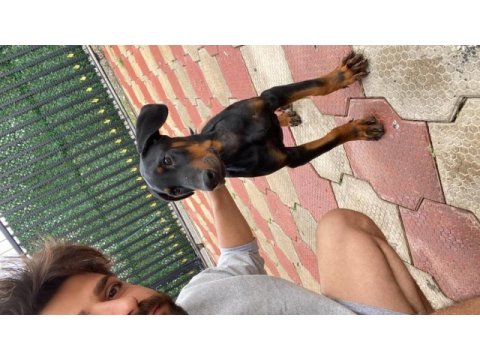 A kalite king doberman safkan dişi ve erkek