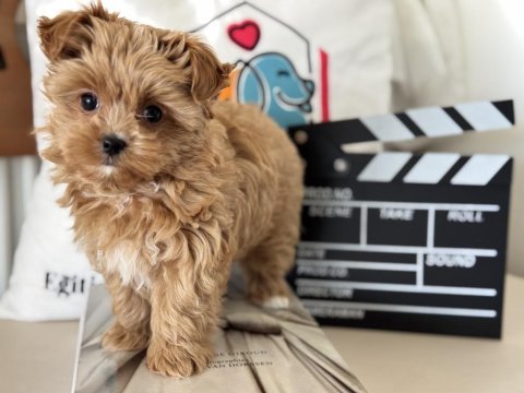 Tea cup morkie yavrmuz yeni evine gitmeye hazır