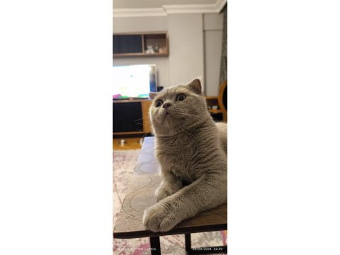 Scottish fold behlül e iyi bakacak bir yuva arıyoruz