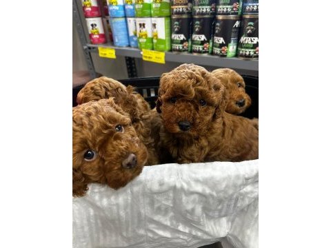 Annelerinin altında toy poodle bebekler