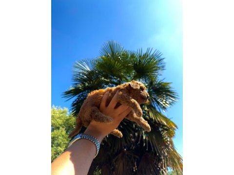 Redbrown toypoodle 