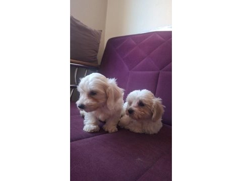 Kore maltese bebekler