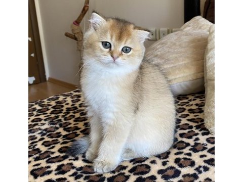 Full şecereli golden ny12 scottish fold oğlumuz