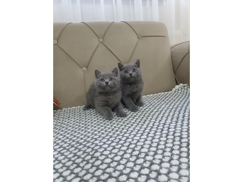 Brtish shorthair yavrular