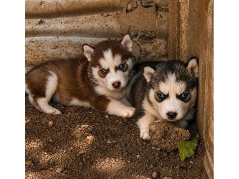 A kalite husky yavruları ankaradan