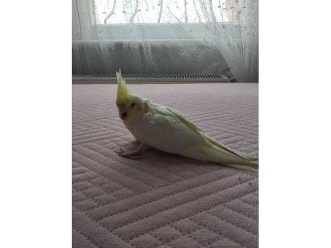 Acil satılık yeni yeme düşmüş sultan papağanı