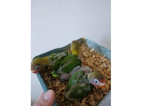 Bebek cennet papağanı