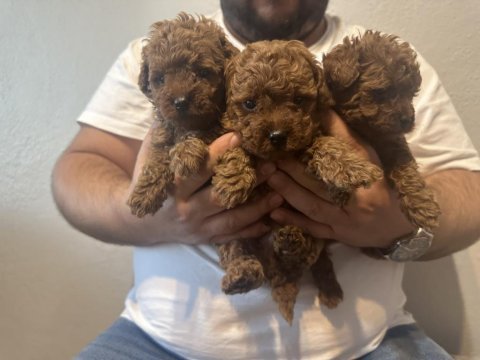 Red dark teslime hazır gerçek toy poodle