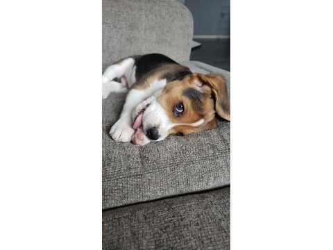 Elizabeth beagle three color safkan orijinal garantili