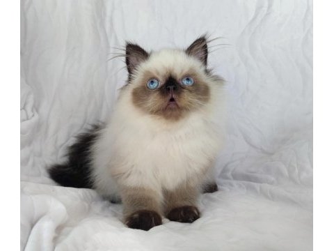 Çok güzel ve özel panda exotic shorthair