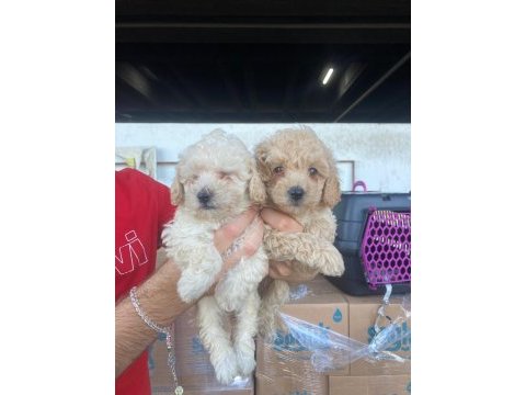 Sağlık ırk garantili maltipoo yavrular