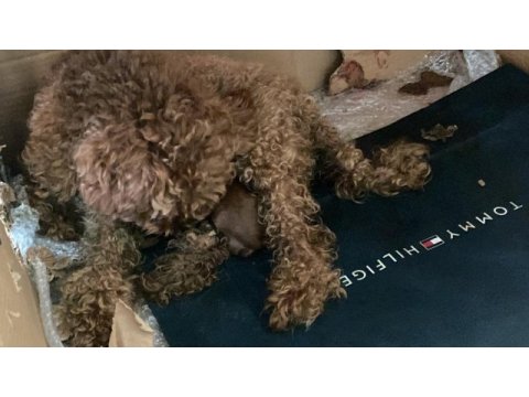 Mersin kore poodle bakımlı evde doğmuş