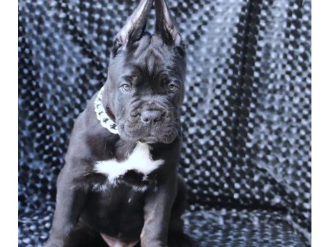 Fcı-kıf secereli safkan cane corso yavrularımız