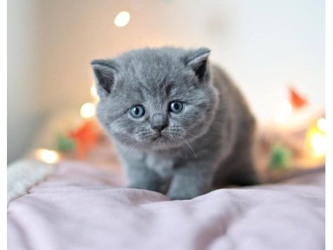 Gümüş mucize gri british shorthair 
