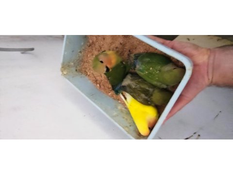Yavru sevda papağanı